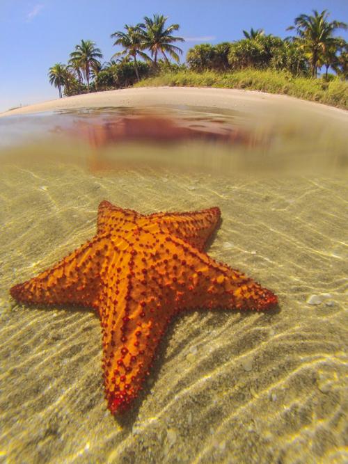 Cushion Starfish 3